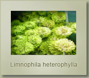 limnophila heterophylla
