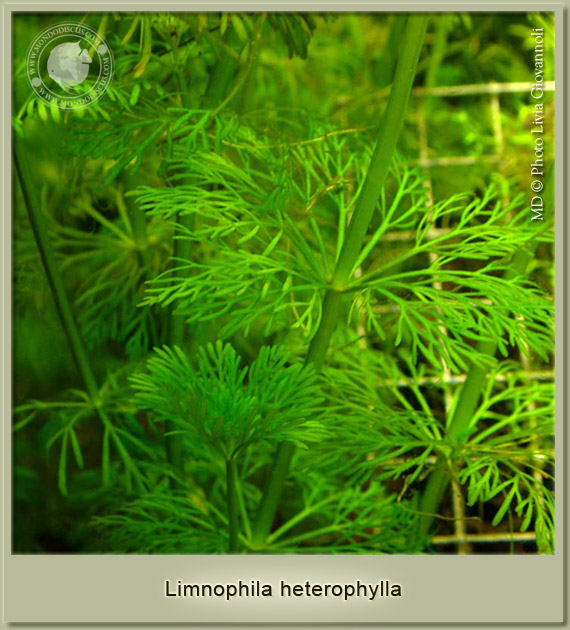limnophila heterophylla