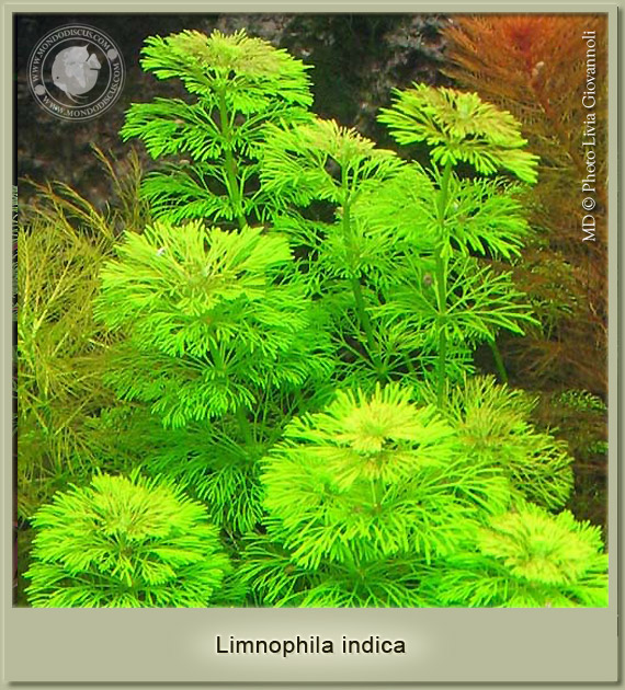 limnophila indica