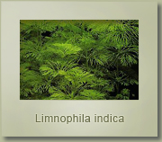limnophila indica