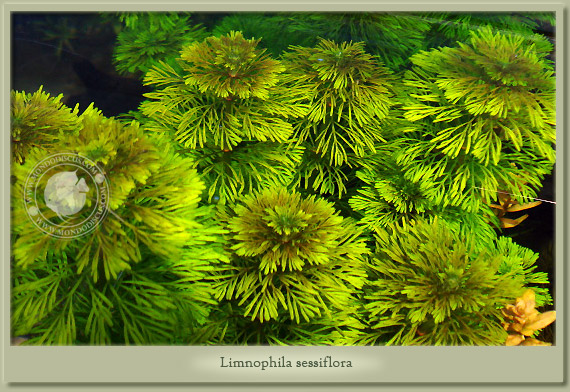 limnophila sessiflora