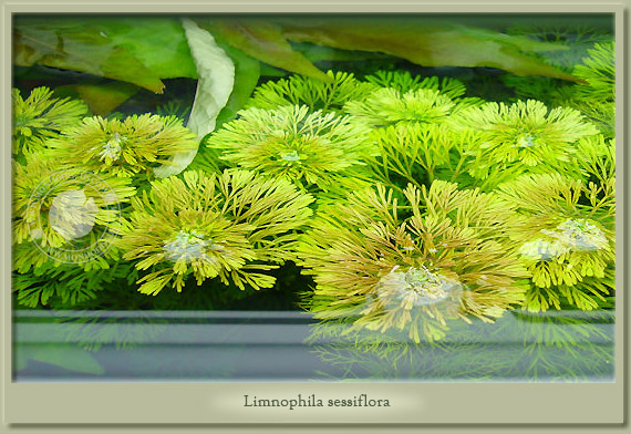 limnophila sessiflora