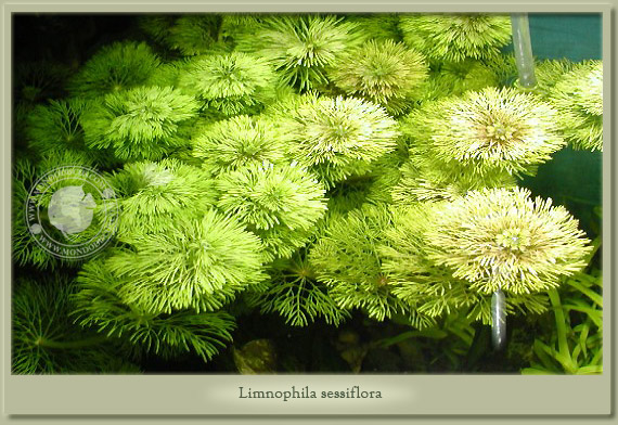 limnophila sessiflora