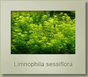 limnophila sessiflora
