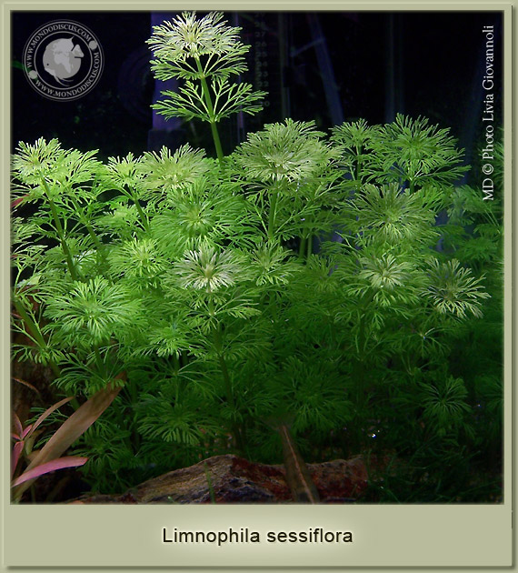 limnophila  sessiflora