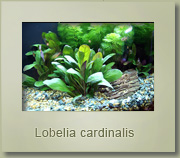 lobelia cardinalis