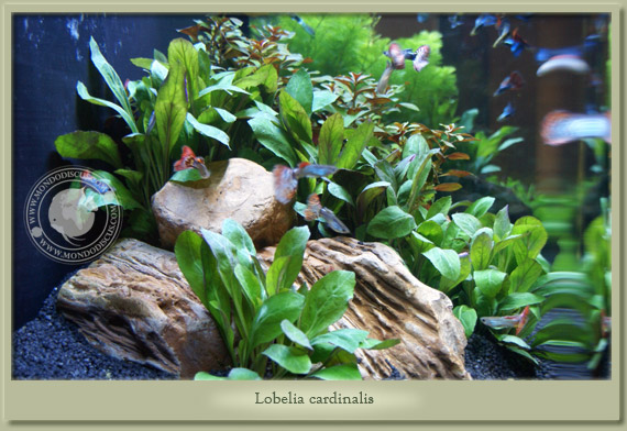 lobelia cardinalis