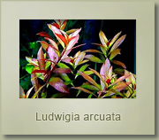 ludwigia arcuata