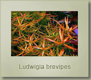 ludwigia brevipes