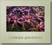 ludwigia glandulosa