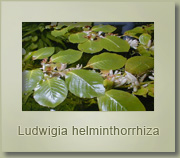 ludwigia helmithorrhiza