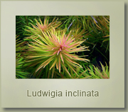 ludwigia inclinata