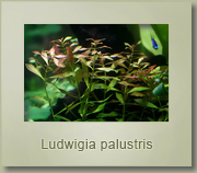 ludwigia palustris
