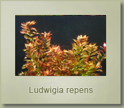 ludwigia repens