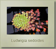 ludwigia sedoides