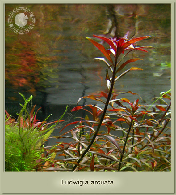 ludwigia arcuata