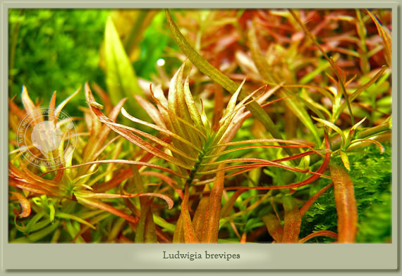 ludwigia brevipes