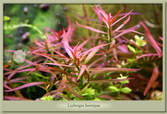 ludwigia brevipes