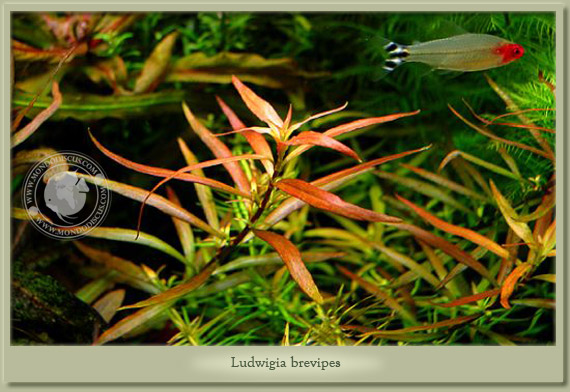 ludwigia brevipes
