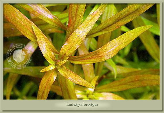 ludwigia brevipes