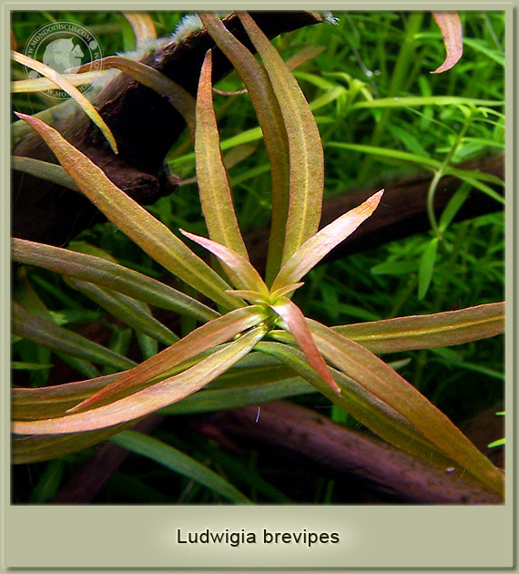 ludwigia brevipes