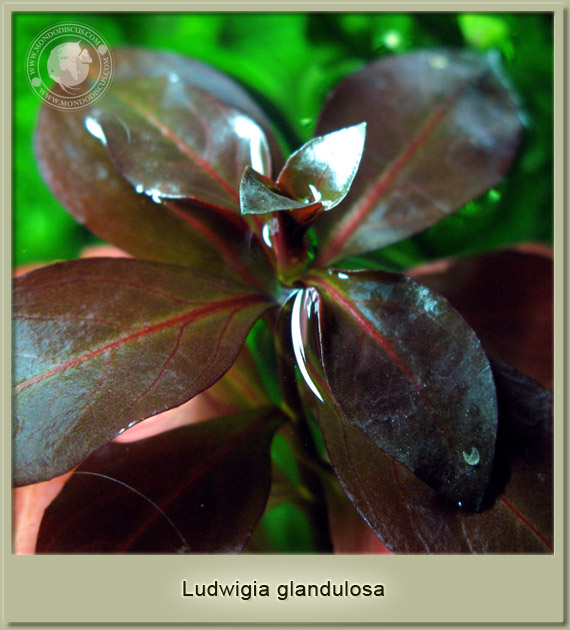 ludwigia glandulosa