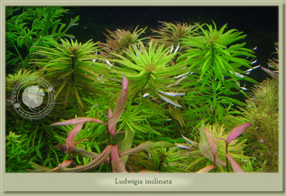 ludwigia inclinata