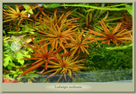ludwigia inclinata