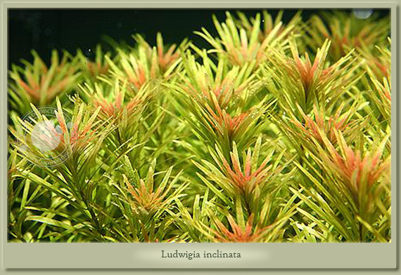 ludwigia inclinata