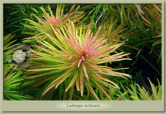 ludwigia inclinata
