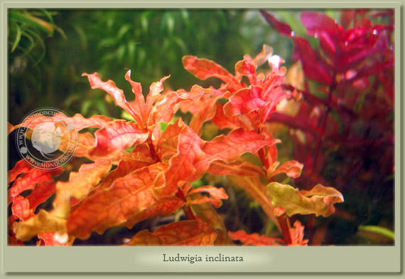 ludwigia inclinata