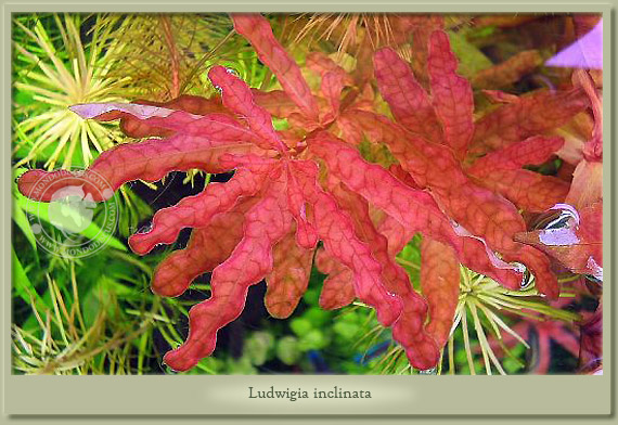 ludwigia inclinata