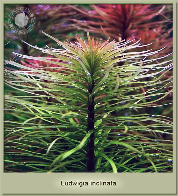 ludwgia inclinata