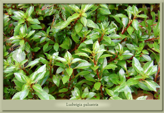 ludwigia palustris