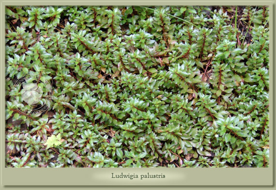 ludwigia palustris