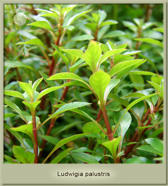 ludwigia palustris