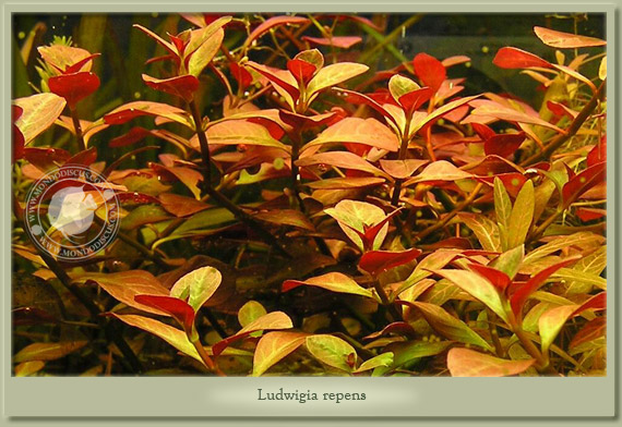 ludwigia repens