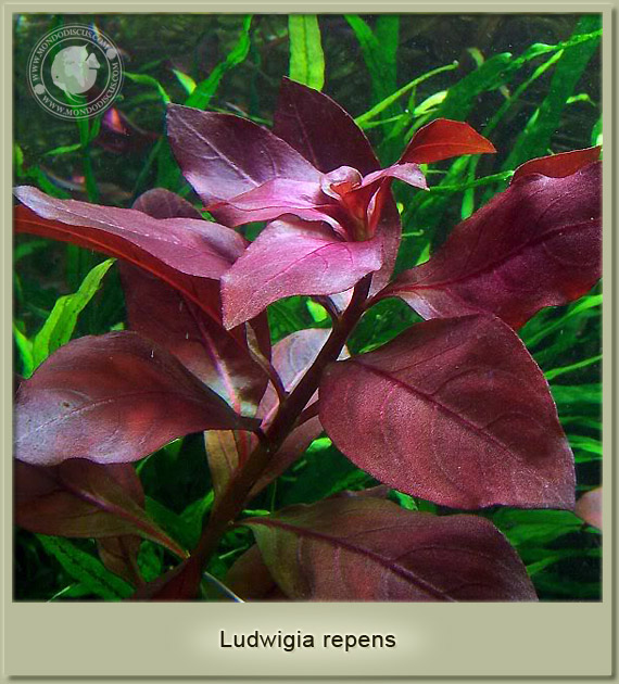 ludwigia repens