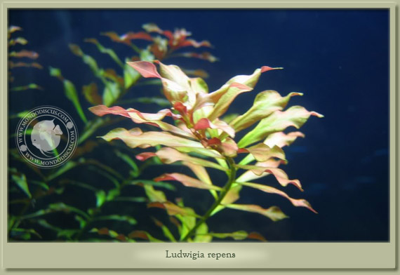 ludwigia repens