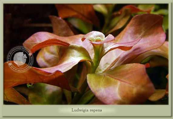 ludwigia repens