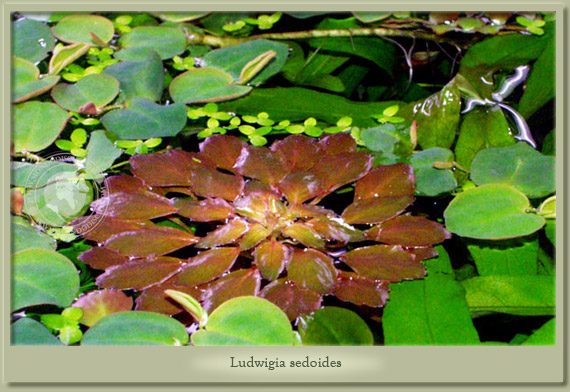 ludwigia sedoides