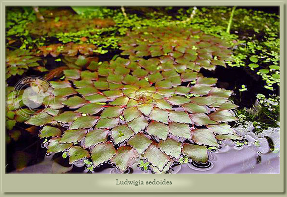 ludwigia sedoides