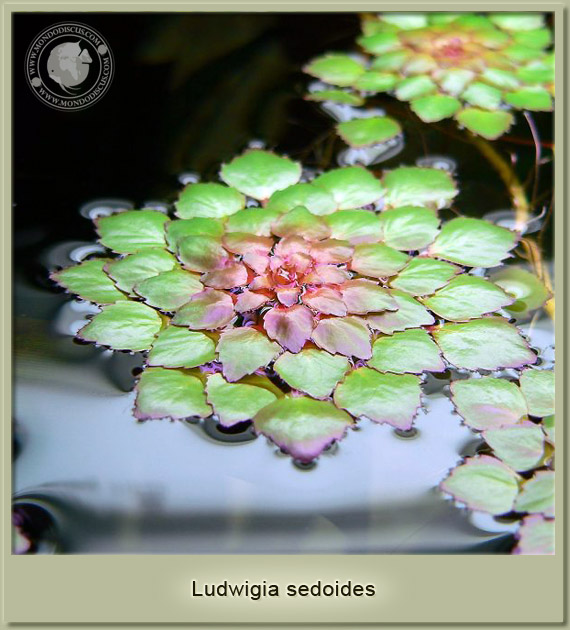 ludwigia sedoides