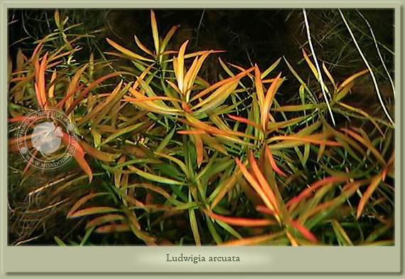 ludwigia arcuata