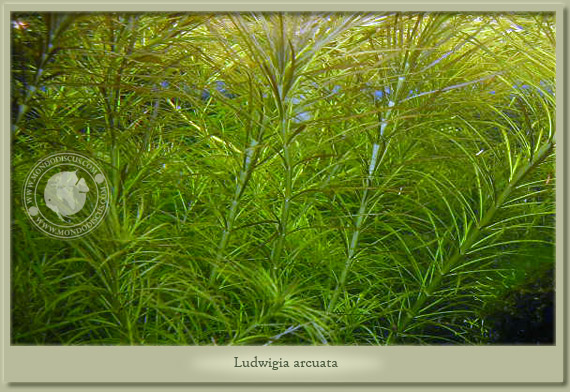 ludwigia arcuata