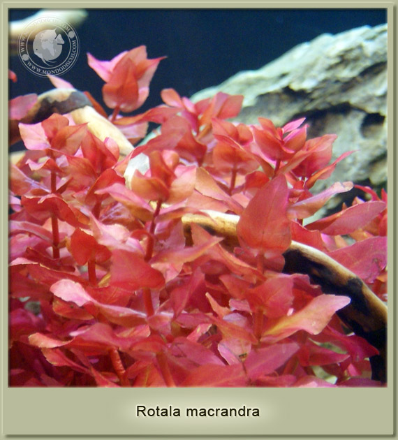 rotala macrandra