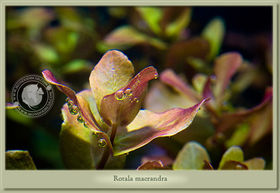 rotala macrandra