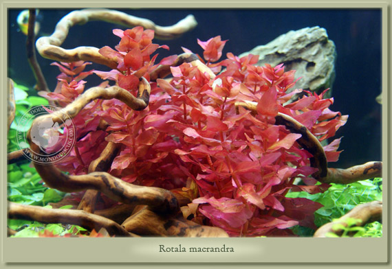 rotala macrandra