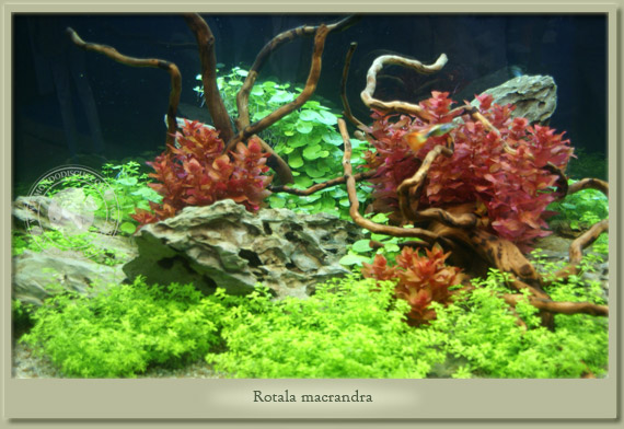 rotala macrandra