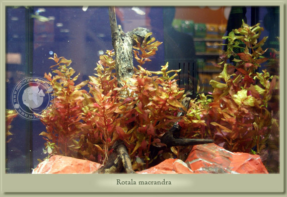 rotala macrandra